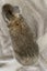 Baby Rabbits Carousel 10