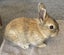Baby Rabbits Carousel 11