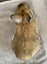 Baby Rabbits Carousel 12