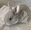 Baby Rabbits Carousel 13