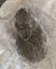 Baby Rabbits Carousel 14