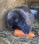 Baby Rabbits Carousel 15