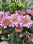 Chrysanthemum Pink Green Spray Carousel 1