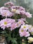 Chrysanthemum Pink Green Spray Carousel 3