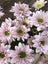 Chrysanthemum Pink Green Spray Carousel 5