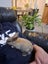 Rabbits for sale Six Weeks Carousel 1