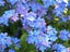 Forget-me-not pale blue flowers heritage cottage garden or pots Carousel 1