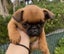 Purebred Brussels Griffon Carousel 4