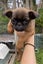 Purebred Brussels Griffon Carousel 6
