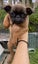 Purebred Brussels Griffon Carousel 7