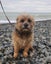 Border Terrier 5 year old female Carousel 2