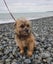 Border Terrier 5 year old female Carousel 3