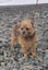 Border Terrier 5 year old female Carousel 4