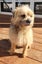 Border Terrier 5 year old female Carousel 5