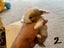 Purebred Mini lop kits Carousel 3