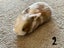 Purebred Mini lop kits Carousel 4