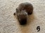 Purebred Mini lop kits Carousel 10