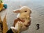 Purebred Mini lop kits Carousel 6