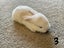 Purebred Mini lop kits Carousel 5