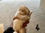 Purebred Mini lop kits Carousel 7