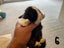 Purebred Mini lop kits Carousel 11