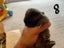 Purebred Mini lop kits Carousel 15
