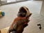 Purebred Mini lop kits Carousel 13