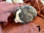 Purebred Mini lop kits Carousel 14