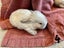 Purebred Mini lop kits Carousel 8