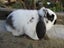 Mini Lop Rabbits Carousel 2