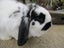 Mini Lop Rabbits Carousel 3