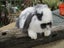 Mini Lop Rabbits Carousel 5
