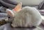 Mini lop bunnies Carousel 3