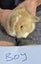 Mini lop bunnies Carousel 4