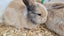 Mini lop bunnies Carousel 5