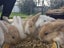 Mini lop bunnies Carousel 6