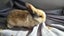 Mini lop bunnies Carousel 7