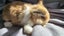 Mini lop bunnies Carousel 8
