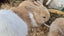 Mini lop bunnies Carousel 9