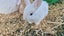 Mini lop bunnies Carousel 10