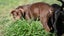 Charlotte - stunning chocolate puppy with friendly and calm temperament Carousel 5