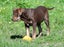 Charlotte - stunning chocolate puppy with friendly and calm temperament Carousel 3