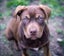 Charlotte - stunning chocolate puppy with friendly and calm temperament Carousel 7