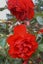 Rose Dublin Bay popular red climbing rose Carousel 1