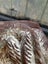 #1. - Early Antique Easter Bunny Rabbit Chocolate Candy Mould Carousel 7