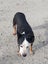 Boots the Heading x Gisborne pound dog Carousel 3