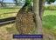Hay Nets - Medium 40mm GutzBusta® Knotless Carousel 4