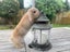 Pure Breed Mini Lop Bunnys Carousel 5