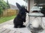Pure Breed Mini Lop Bunnys Carousel 10