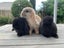 Pure Breed Mini Lop Bunnys Carousel 1